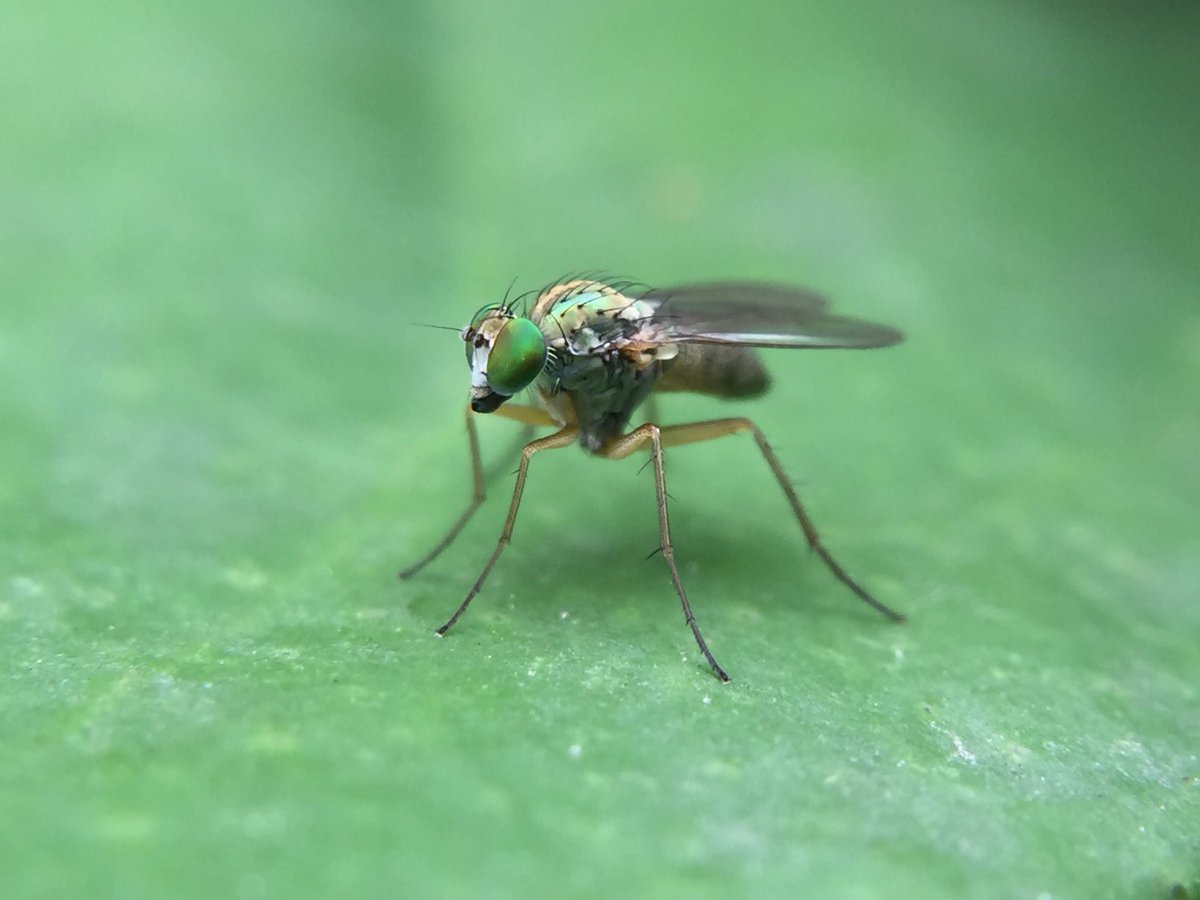 MisaelR69197997's tweet photo. Dolichopodidae, Lyroneurus sp?! https://t.co/SsmgK5jPcY