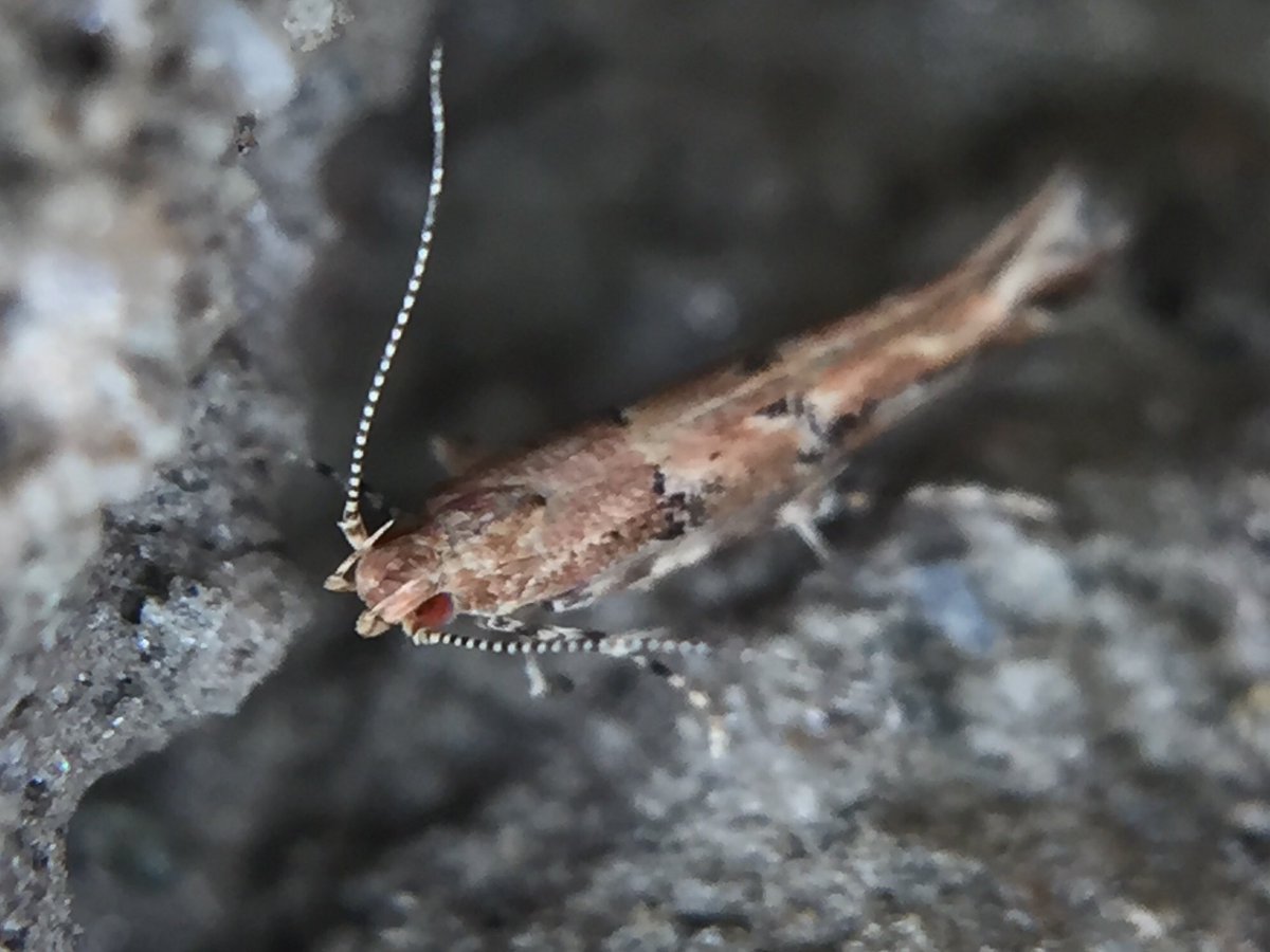 MisaelR69197997's tweet photo. Moth, Id sp?! https://t.co/sAM4KzNHSn