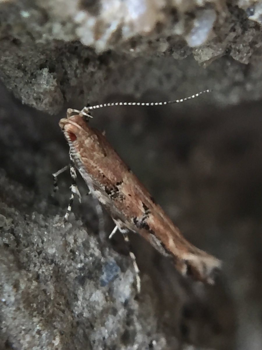 MisaelR69197997's tweet photo. Moth, Id sp?! https://t.co/sAM4KzNHSn