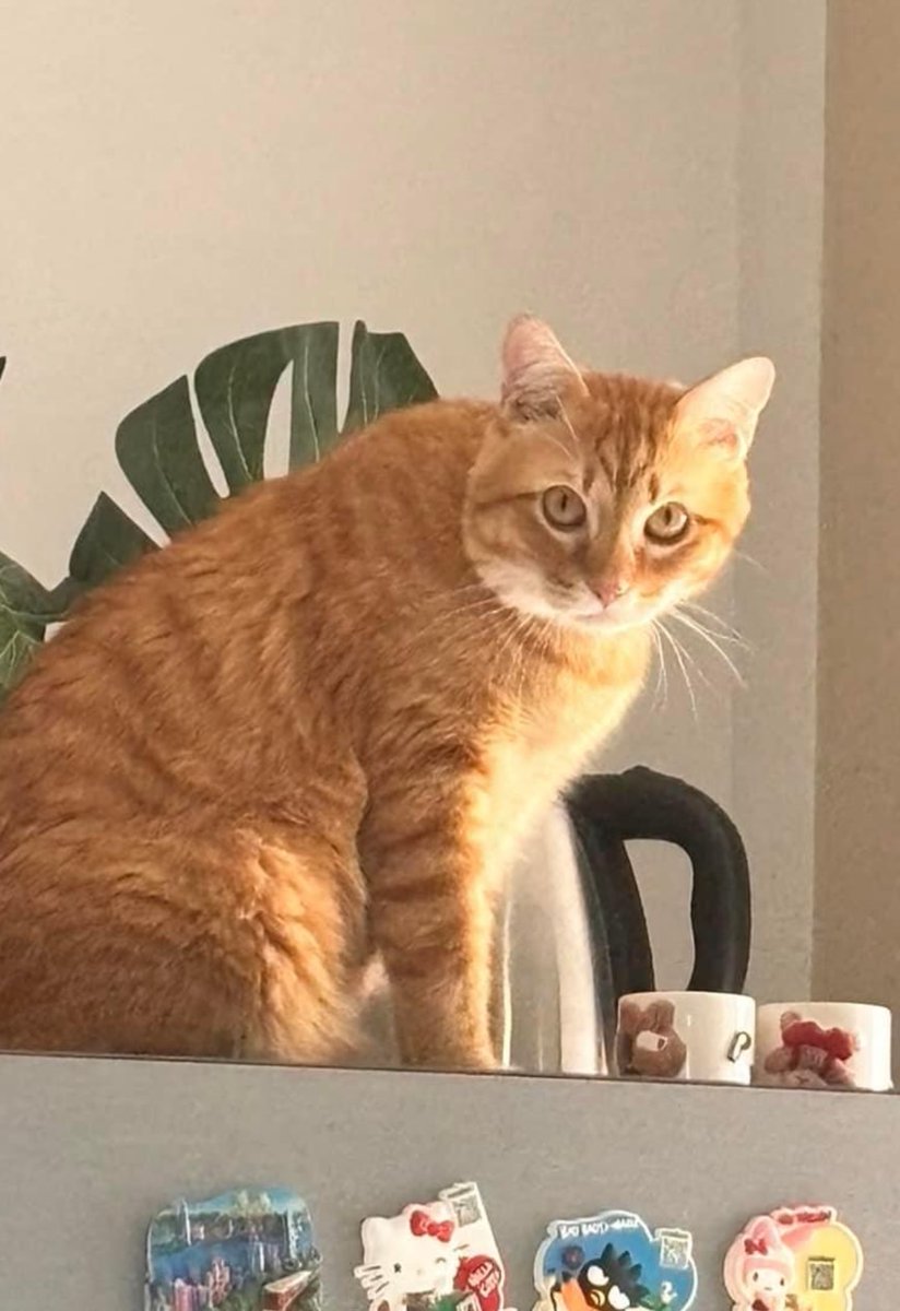 ช่วยตามหาน้องด้วยค่ะ แมวเพศผู้ตัวอ้วนๆสีส้มตกจากระเบียงน้องไม่ได้ใส่ปลอกคอค่ะอายุ 4 ปีหายจากคอนโดซ.สุขุมวิท97/1(บีทีเอสบางจาก) พบเห็นน้องโทรหาแม่เบอร์ 0824296289 น้องไม่เคยออกนอกบ้านเลยซักครั้ง เป็นครั้งแรกที่หลุดออกไป ขอรบกวนทุกๆคนนะคะ 🙏#ฟิตติ้งซีรีส์หยดฝนกลิ่นสนิม #ก้านกล้วย3