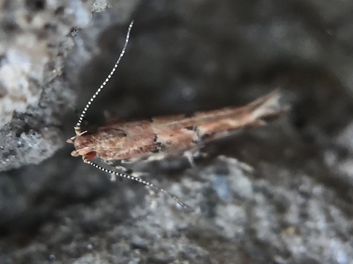 MisaelR69197997's tweet photo. Moth, Id sp?! https://t.co/sAM4KzNHSn