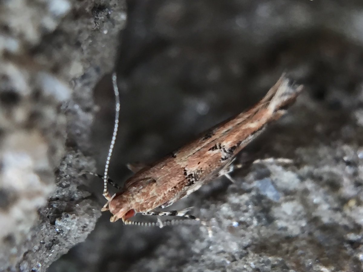 MisaelR69197997's tweet photo. Moth, Id sp?! https://t.co/sAM4KzNHSn