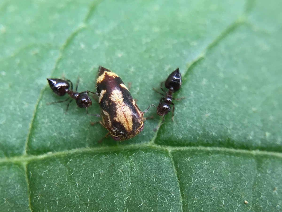 MisaelR69197997's tweet photo. Membracidae, Id sp?! https://t.co/n2gv0OjuVS