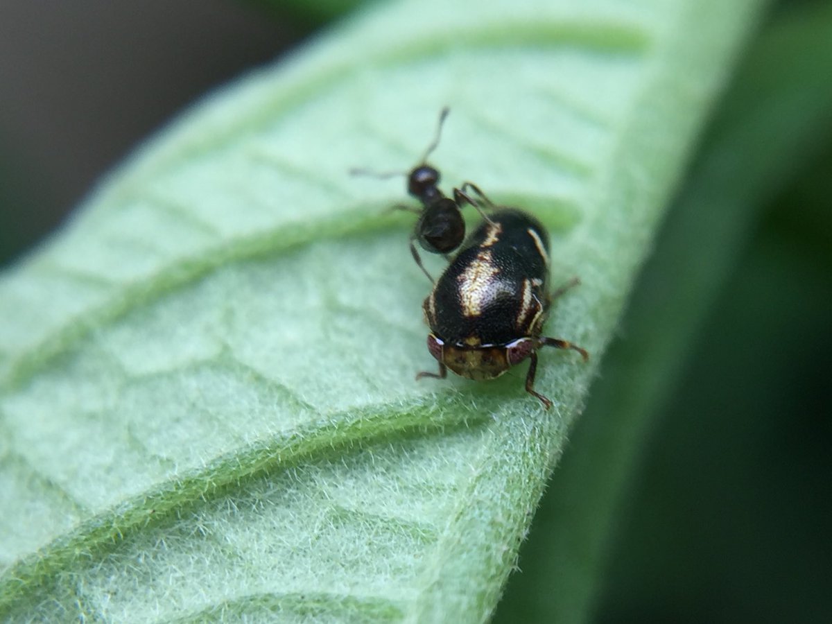 MisaelR69197997's tweet photo. Membracidae, Id sp?! https://t.co/n2gv0OjuVS