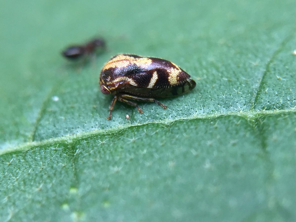 MisaelR69197997's tweet photo. Membracidae, Id sp?! https://t.co/n2gv0OjuVS