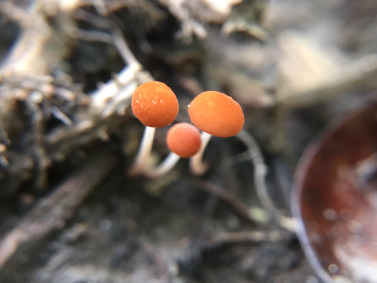 MisaelR69197997's tweet photo. Mushroom, Id sp?! https://t.co/J0mFrXzoUm