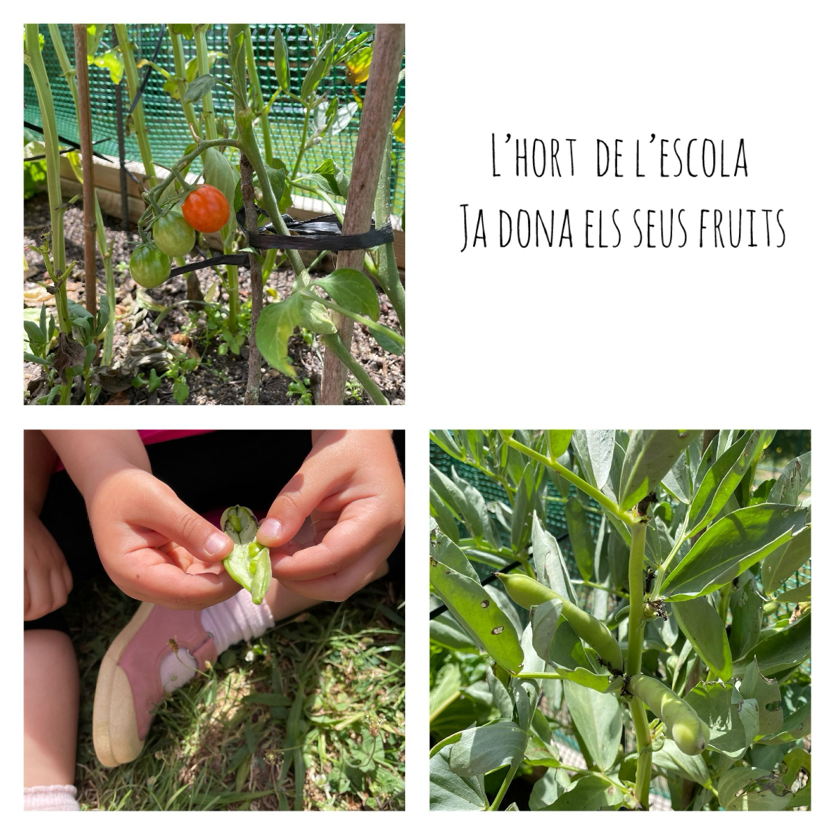 AjCastelltersol's tweet image. 🍃L&apos;hort de l&apos;Espurna ja dona els seus fruits.

🍅Hem collit faves i els primers tomàquets.

#Espurna #escolabressol #Castellterçol