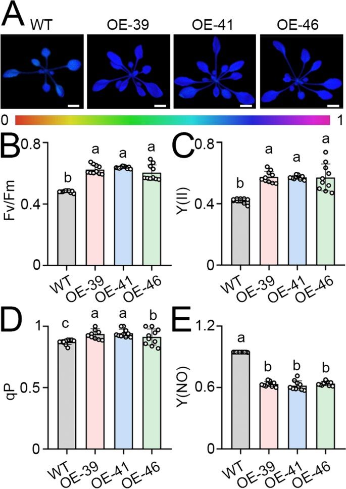 sci_plant's tweet photo. Overexpression of cassava melatonin receptor PMTR1 plays dual roles in development under light and dark conditions in Arabidopsis 

https://t.co/eYzwGLQHKr 
#plantscience ♻️ https://t.co/1D6jkn5UtH