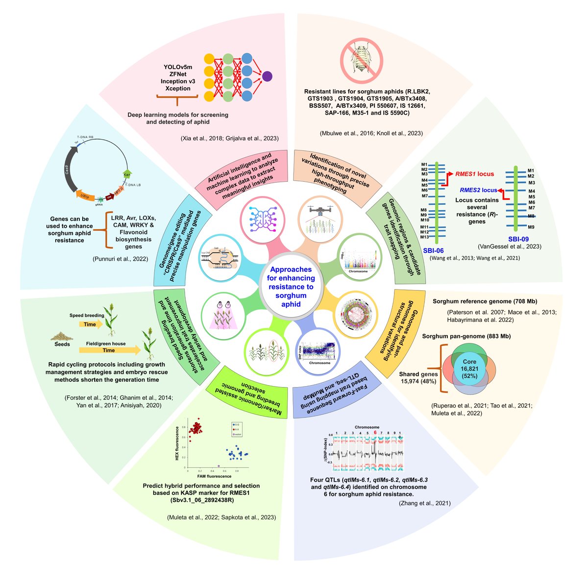 MTHUDI1's tweet photo. If you want to know more about approaches to breed for resistance to Invasive Sorghum aphid please read our latest review published in Crop Science https://t.co/zPMk79PTTC; Thanks to @som_shk, @fvsu, @unisqaus, @Yogeshdnaik, MS Sai Reddy and all coauthors https://t.co/wD1WwyHspe