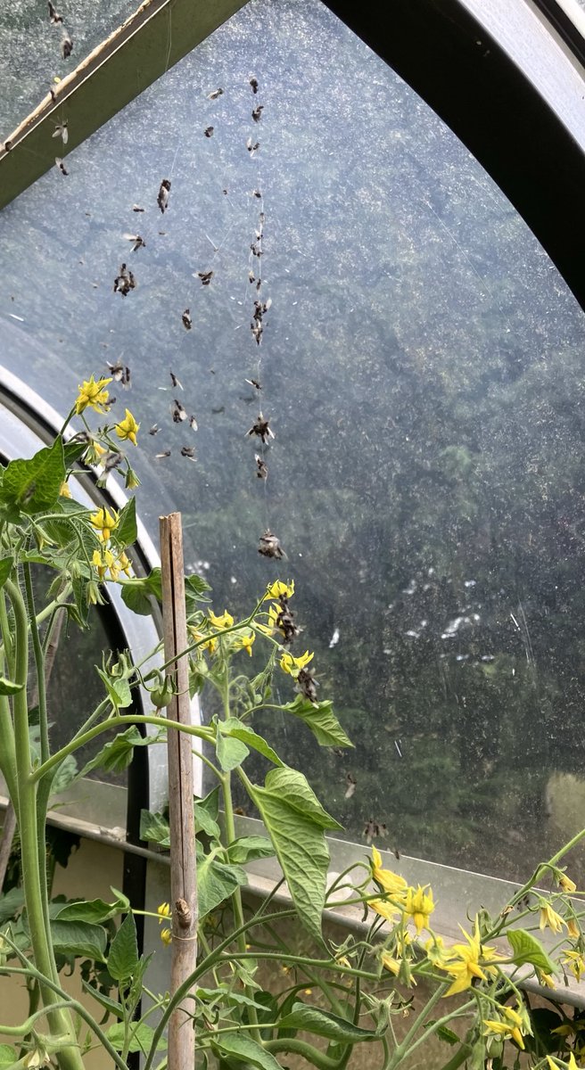 Prof. Kevork Hopayian tweet media