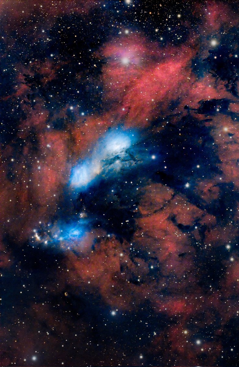 quarkmarc's tweet image. Last night's image of NGC 6914 - 6000 light years away. I see a wolf; what do you see? #Astrophotography