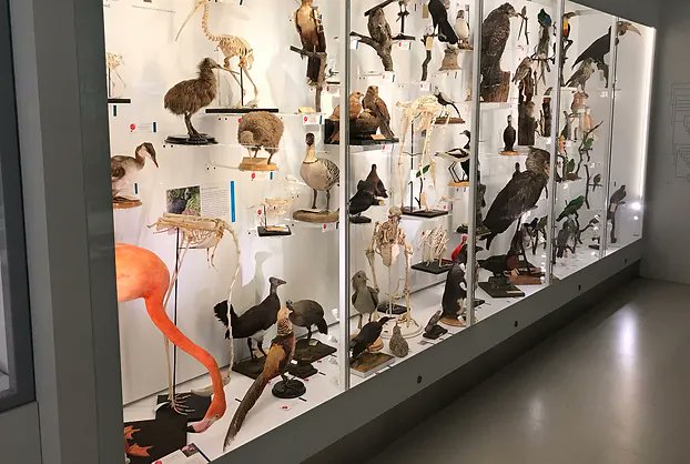 An exciting museum job to work with the collections at the Museum of Zoology: jobs.cam.ac.uk/job/47116/