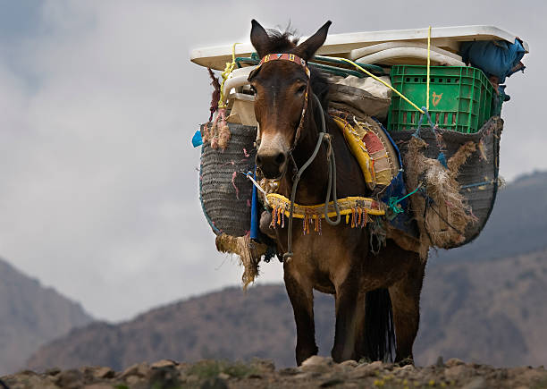 LoaEcuador's tweet photo. Sí, la LOA plantea que estas "máquinas" llamadas burros de carga y otros animales destinados a trabajo, tengan un tiempo de descanso.

No prohibe que trabajen, regula el modo de explotación, para que no se mueran mientras lo hacen.

En términos que @ALBERTOACOSTAB entienda:  Un burro explotado y enfermo no es tan rentable para el negocio, conviene más un burro mejor tratado para que rinda más, se enferme menos, y la inversión sea "más rentable".
¿Está mal pedir límites para la explotación a estos seres?

Es "más negocio" cuidarlos, para que rindan más, algo así como en la esclavitud.