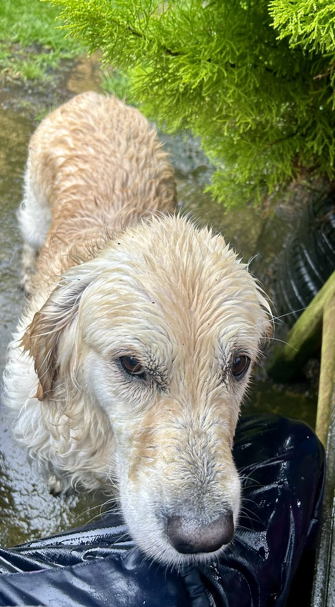 lyn_golden's tweet photo. #Drookit #rain #flooded https://t.co/TIE36ZYfQN