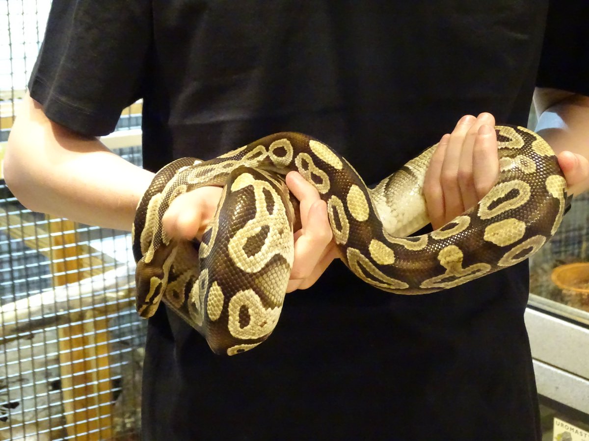 Day out at <a href="/AmazingAnimalsi/">Amazing Animals Inc</a> feeding Capybaras &amp; Sloths #ShotOnSony #AmazingAnimals #SaintCloud