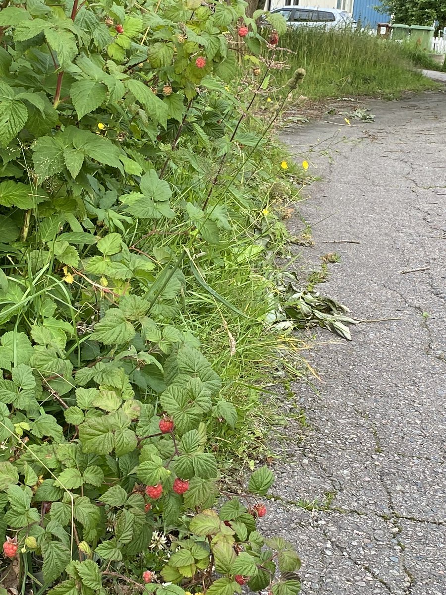 Tiempo de frambuesas callejeras☺️