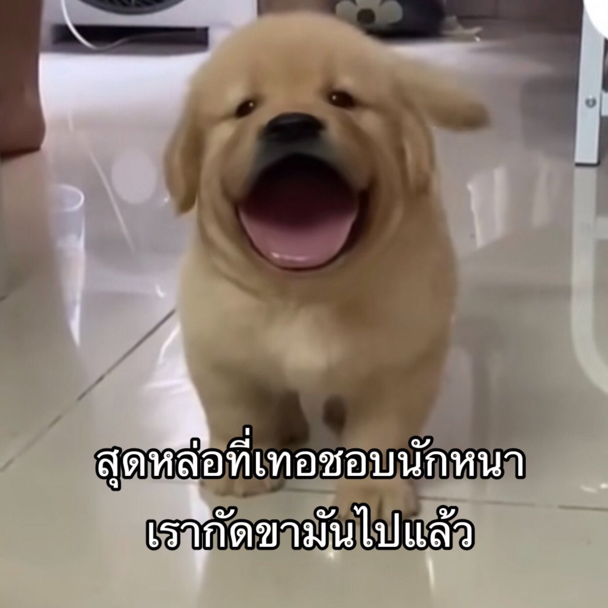 วายุ tweet media