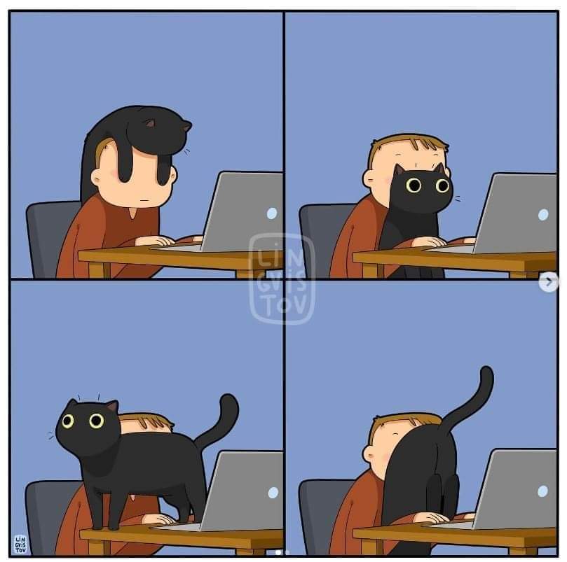 Matteobluetooth's tweet photo. #catworking https://t.co/KmHFAKLqVW