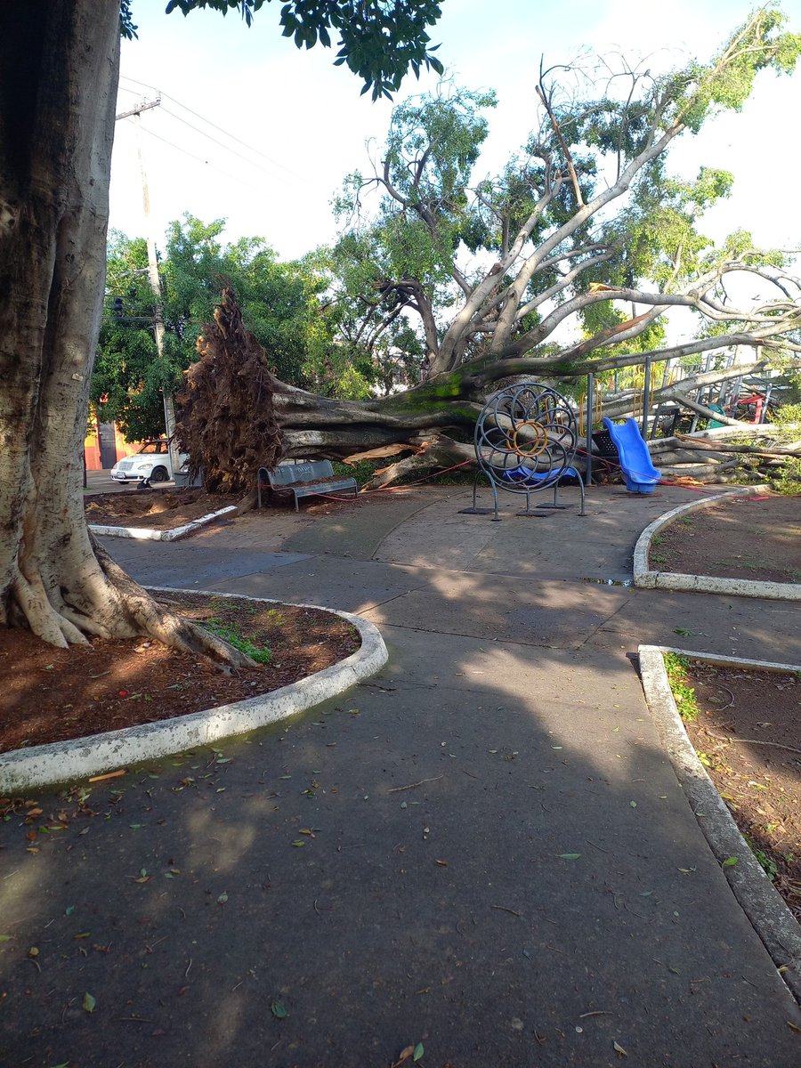 árbol caído a consecuencia de tormenta nocturna, se ubica en Gigantes entre Aquiles Serdan y Belisario Domínguez, parque de los trojes, GDL . <a href="/PCJalisco/">Protección Civil JAL</a> <a href="/dk1250/">DK 1250</a> <a href="/Trafico_ZMG/">TráficoZMGuadalajara</a>