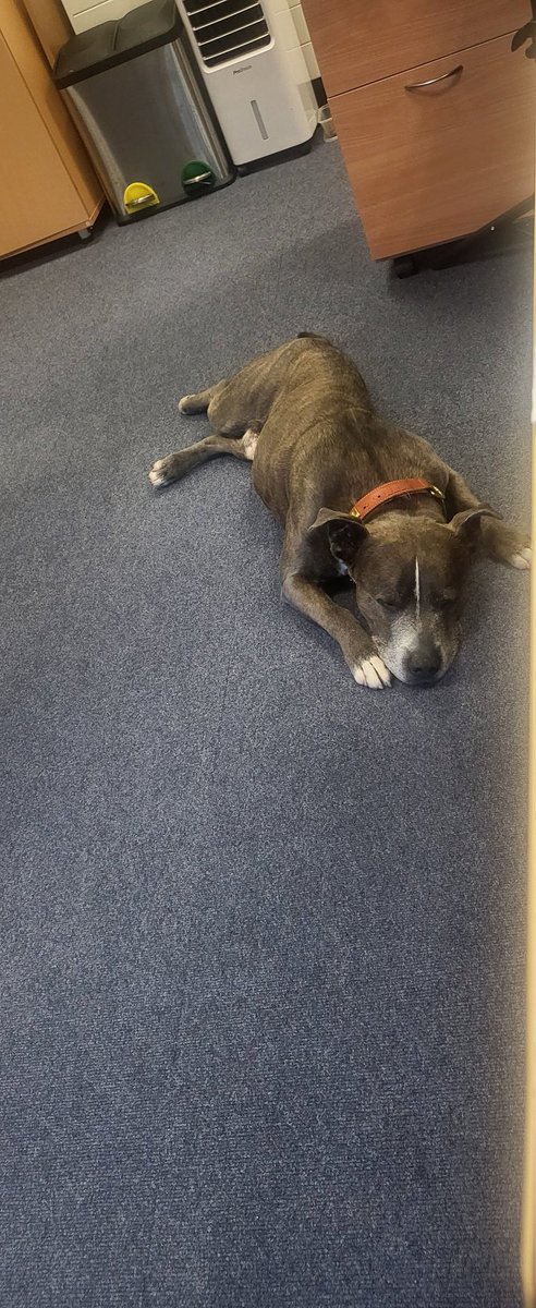 Our new <a href="/StaffsTH/">Staffordshire Training Hub</a> team member, Bert isn't much help, and i don't think he will pass his probationary period - due to sleeping on the job 🤣🐾💙🤣