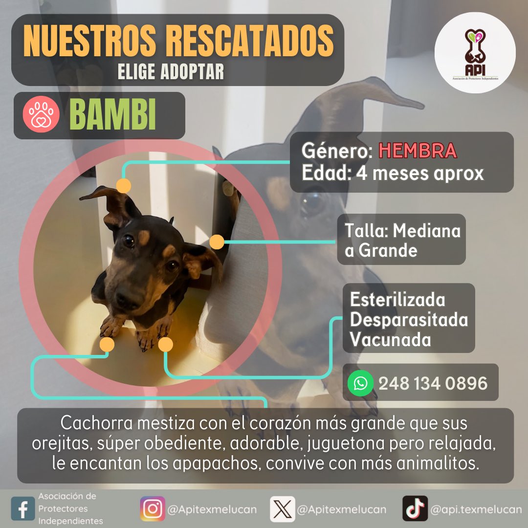 apitexmelucan's tweet photo. 🐶🐱 Ellos son nuestros rescatados y todos buscan un hogar amoroso y responsable ¿nos ayudas compartiendo? 🙏🏼❤️✨ #Puebla #Texmelucan #adopcionresponsable  #adoptaConelCorazon  #AdoptaNoCompres https://t.co/hOiDo7shed