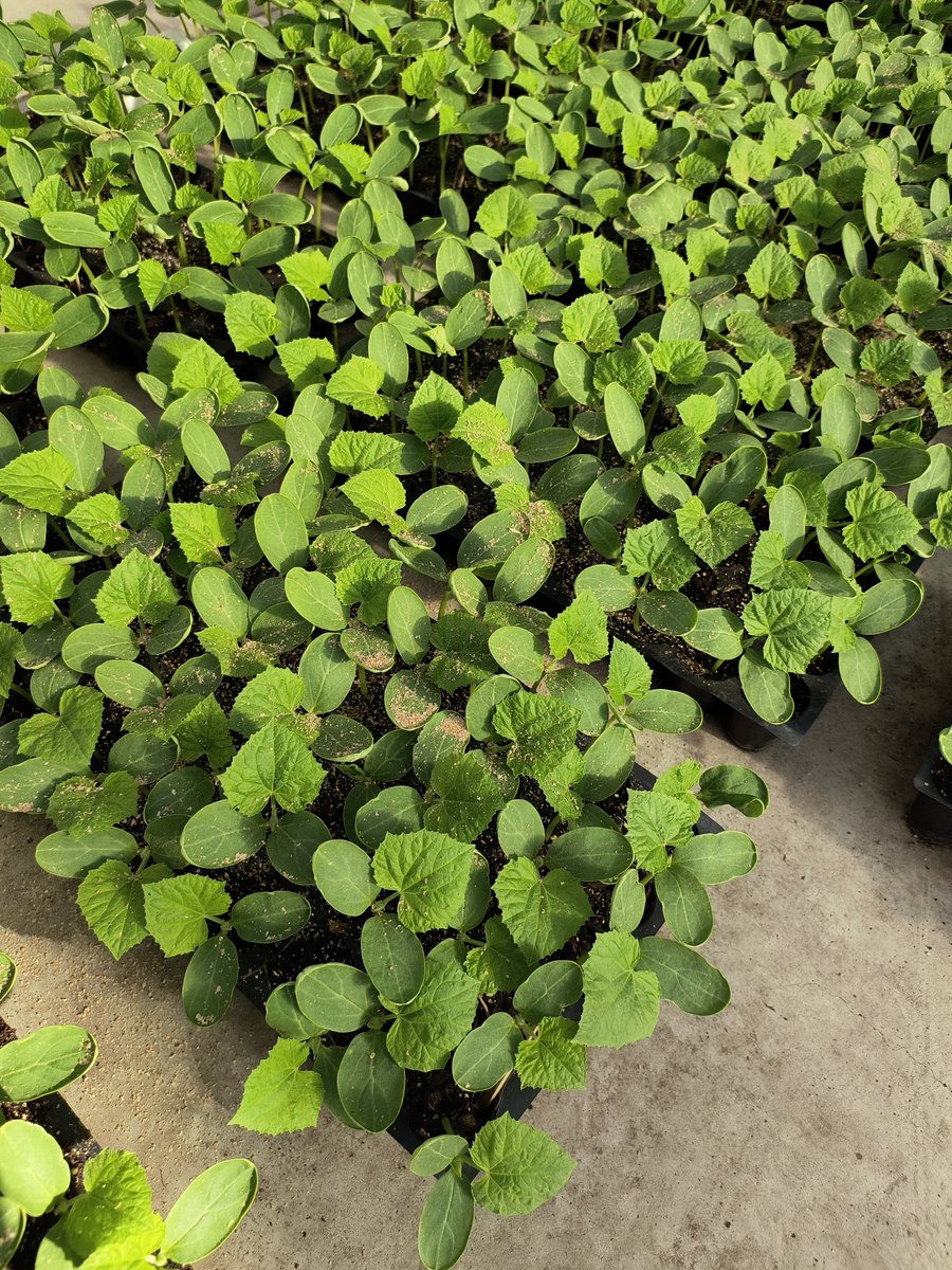 We grow 2 crops of cucumbers per season.  This second planting is looking good so far.  They are just about ready to be transplanted into 4" pots.  #cucumbers #greenhouse