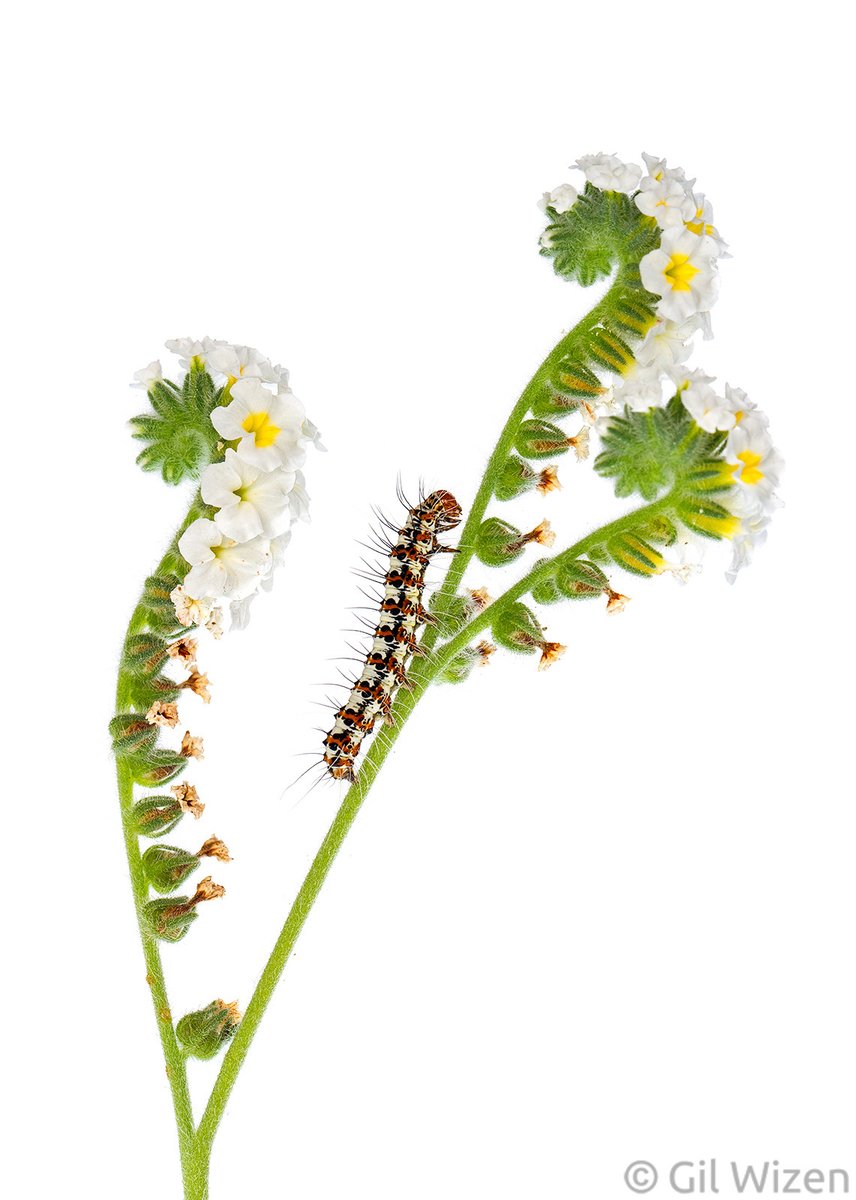 Learn 'How to Take ‘Studio’ Macro Photos with a White Background' with Gil Wizen in this helpful tutorial!

'This can be a useful tool for cataloging biodiversity, showcasing colour patterns and textures, and for emphasising special features important for  identification...'