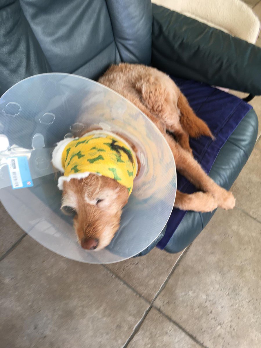 Banjajes been takened off! Phew ee! Howd I get extra chimkins now??? #dogs #labradoodle #dogbite