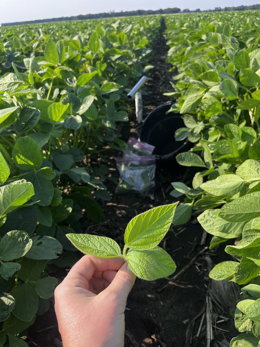 Taking soybean SAP analysis pairs along with soil paste samples this morning! 

Know before you see! 

#newagelabs #brooksidelabs