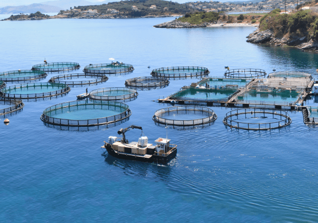 IPac. Acuicultura (@ipacuicultura) on Twitter photo El Ministerio de Agricultura, Pesca y Alimentación (@mapagob) contribuye con 6000 euros al Consejo Consultivo de Acuicultura (<a href="/aac_europe/">Aquaculture Advisory Council</a>) ow.ly/gSyC50SyHWM El Ministerio de Agricultura, Pesca y Alimentación (@mapagob) contribuye con 6000 euros al Consejo Consultivo de Acuicultura (<a href="/aac_europe/">Aquaculture Advisory Council</a>) ow.ly/gSyC50SyHWM