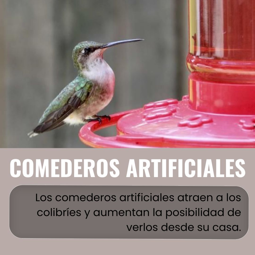 UF_RWEL_esp's tweet photo. El verano atrae muchos animales a los vecindarios y patios de las personas. Un animalito que a veces puedes encontrar volando por tus flores son los colibríes. ¡Lee sobre como los puedes atraer a su patio!
#colibríes #verano #vidasilvestre #florida #viral #ufifas https://t.co/ulvShLCUBY
