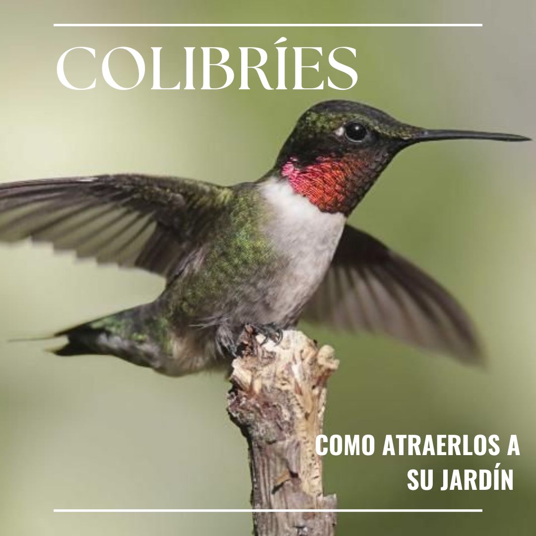 UF_RWEL_esp's tweet photo. El verano atrae muchos animales a los vecindarios y patios de las personas. Un animalito que a veces puedes encontrar volando por tus flores son los colibríes. ¡Lee sobre como los puedes atraer a su patio!
#colibríes #verano #vidasilvestre #florida #viral #ufifas https://t.co/ulvShLCUBY