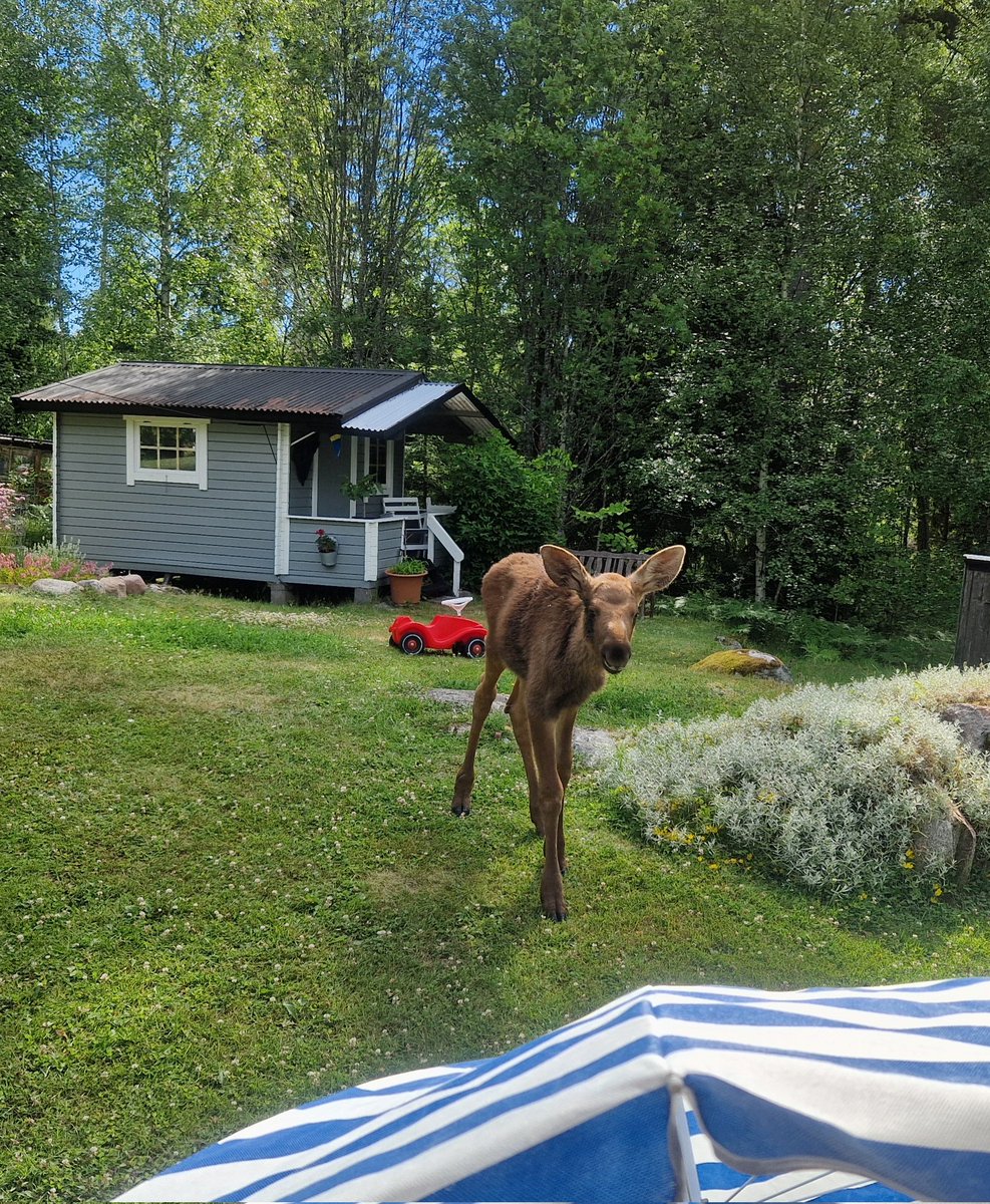 Vickiboukasott's tweet photo. Idag fick vi morgonbesök 🫎☀️🏡 kanske kaffesugen #älgkalv #vätö https://t.co/dOcAyx6UfR