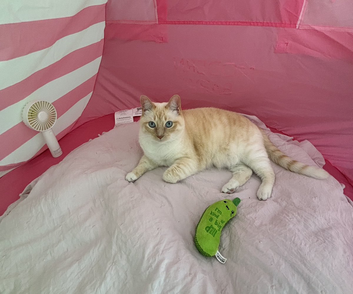 bdang21's tweet photo. Post-Beryl Day 3 trying to keep Miso cool during this heat advisory without power/water ⛺️ https://t.co/1Dnr3LGzY6
