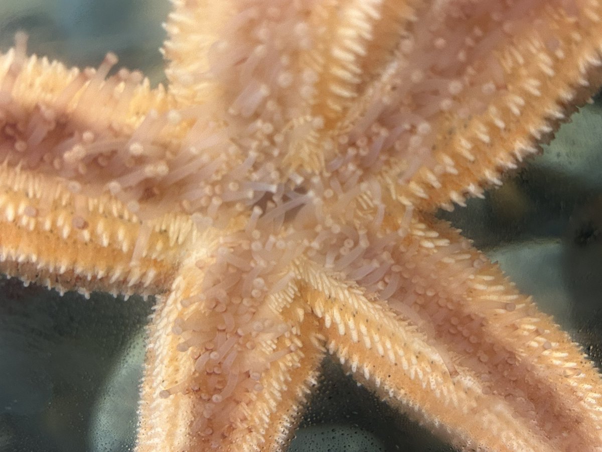 Rodney Crouse 🏳️‍🌈 tweet media