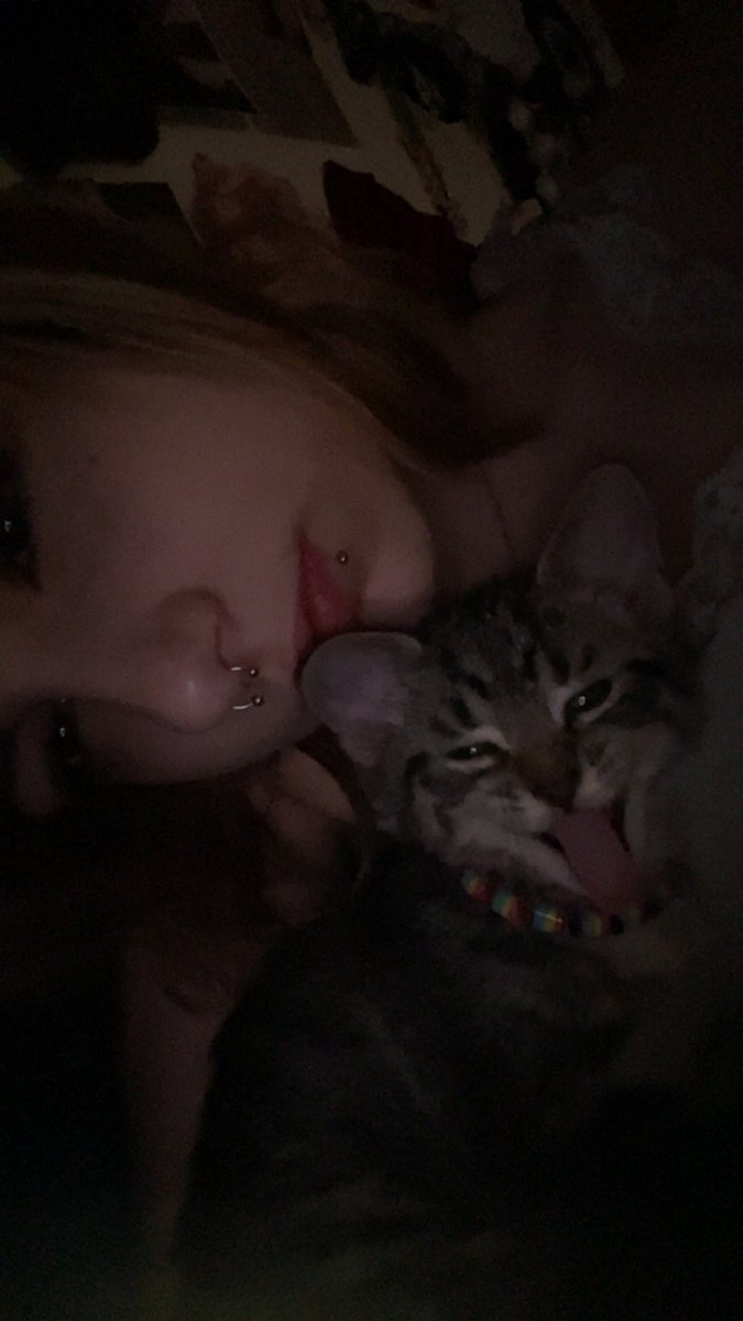 polkacait's tweet photo. @caitibugzzout i got a kitten!!!!!!!! her name is bug :3 miss u angel #missingourladybug https://t.co/S3NUvNrtWS