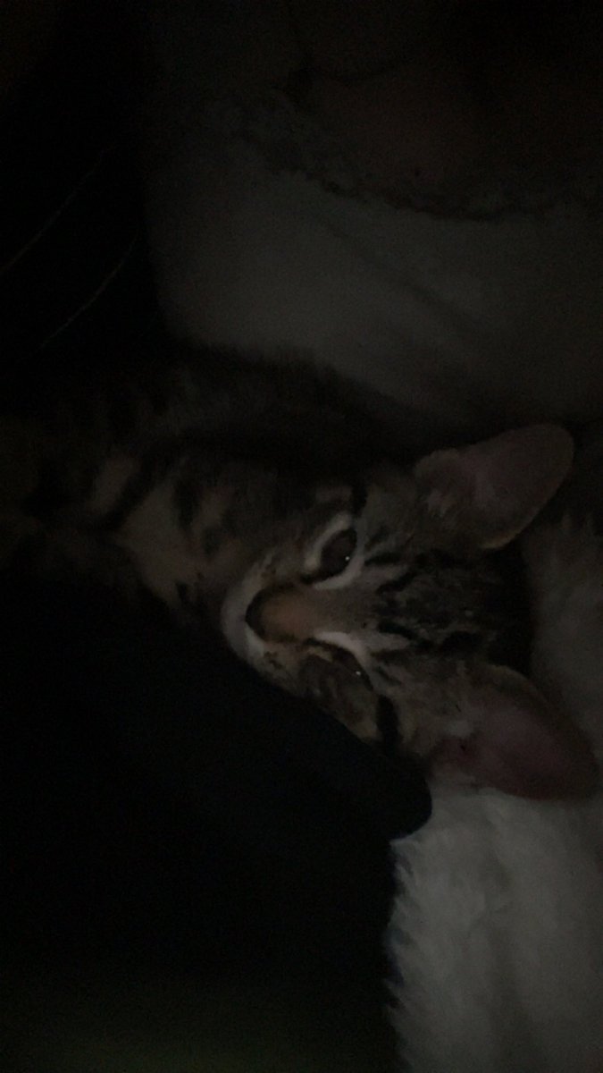 polkacait's tweet photo. @caitibugzzout i got a kitten!!!!!!!! her name is bug :3 miss u angel #missingourladybug https://t.co/S3NUvNrtWS