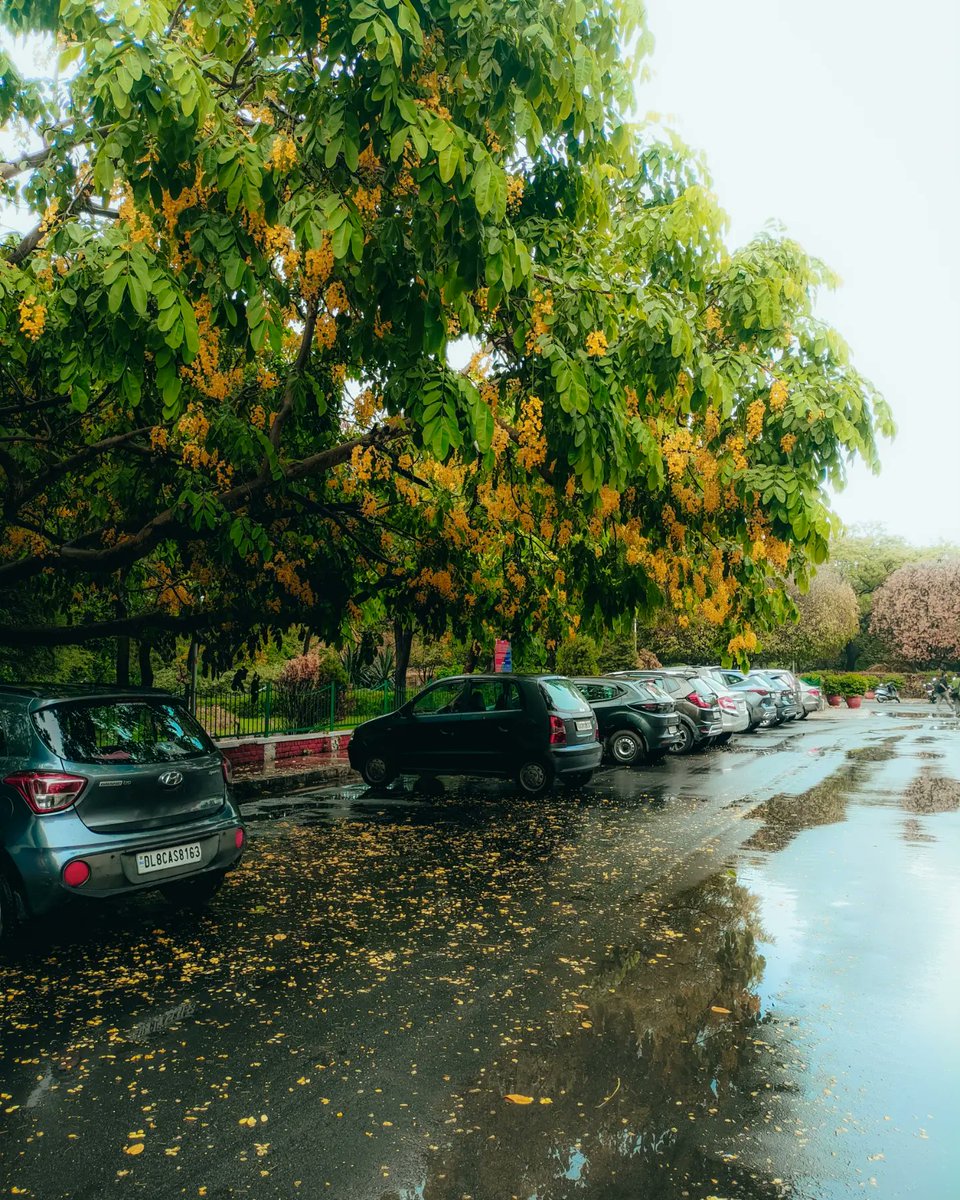 yashhhhfr's tweet photo. Amaltas and Rains 💛🤌 https://t.co/yuh6lCQwLB