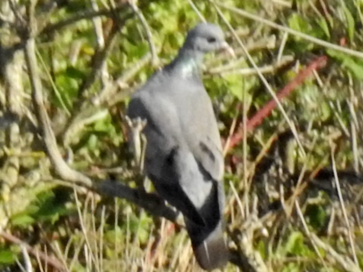La xixella (Columba oenas) observada aquest divendres al Pèlag de la Saulonera esdevé la 166ena espècie d'ocell detectada a l'espai! Aquí teniu una foto testimonial, ja que l'ocell no va posar facilitats per ser fotografiat...😅

📷 <a href="/frances_rive/">Francesc Rivero Martínez</a>
