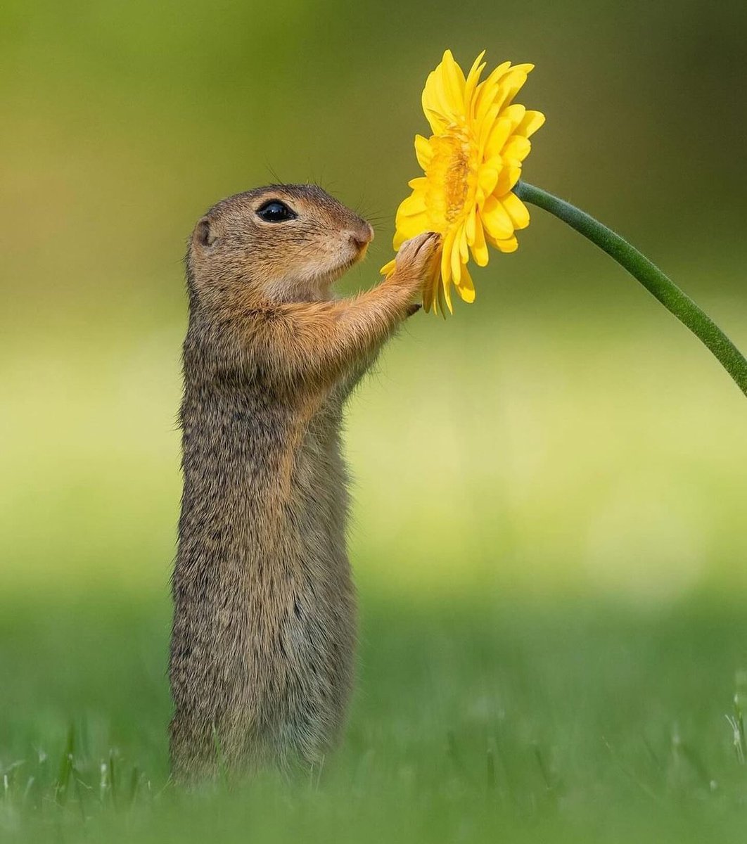 🌷 LIZZIE🌷 tweet media