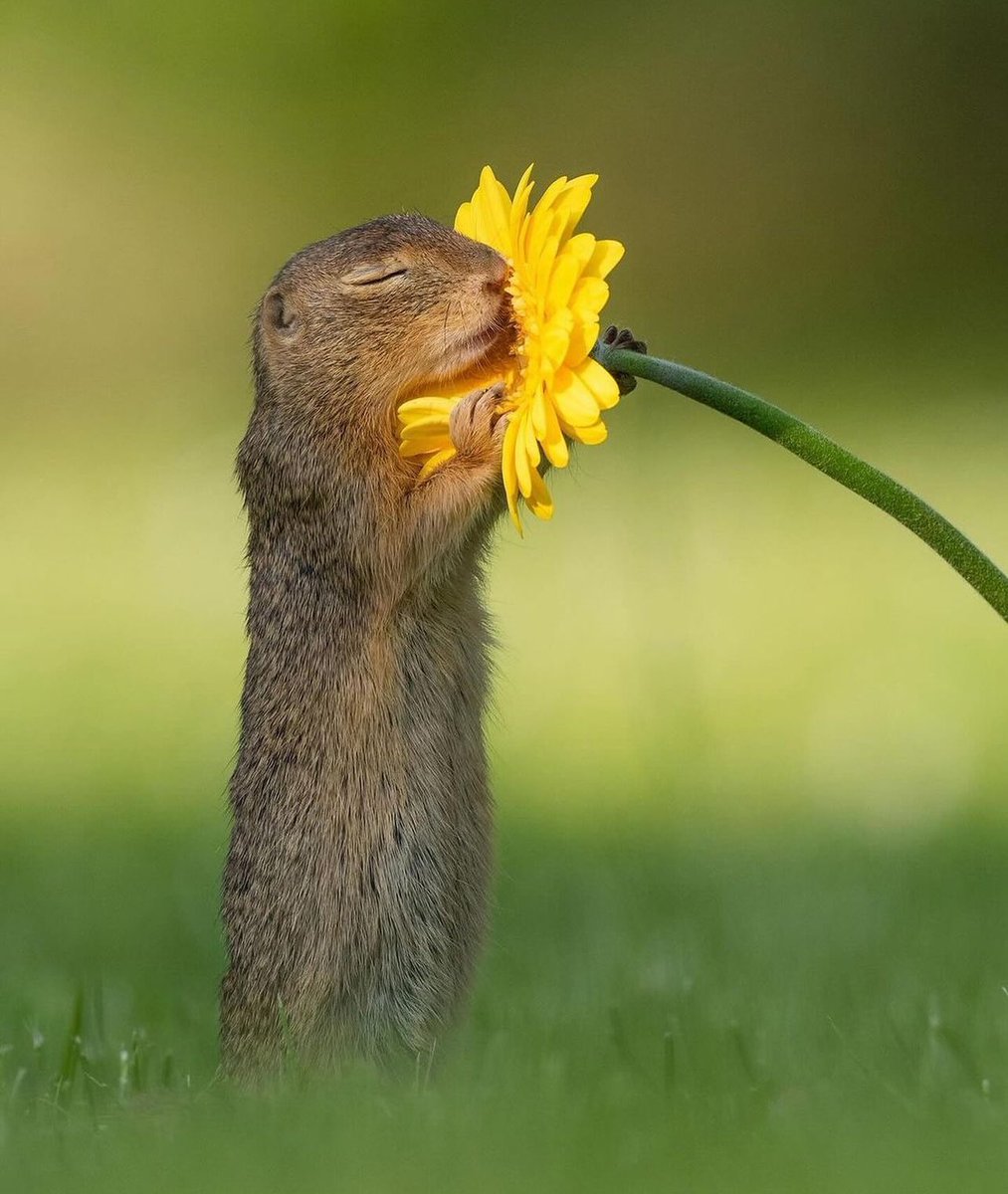 🌷 LIZZIE🌷 tweet media