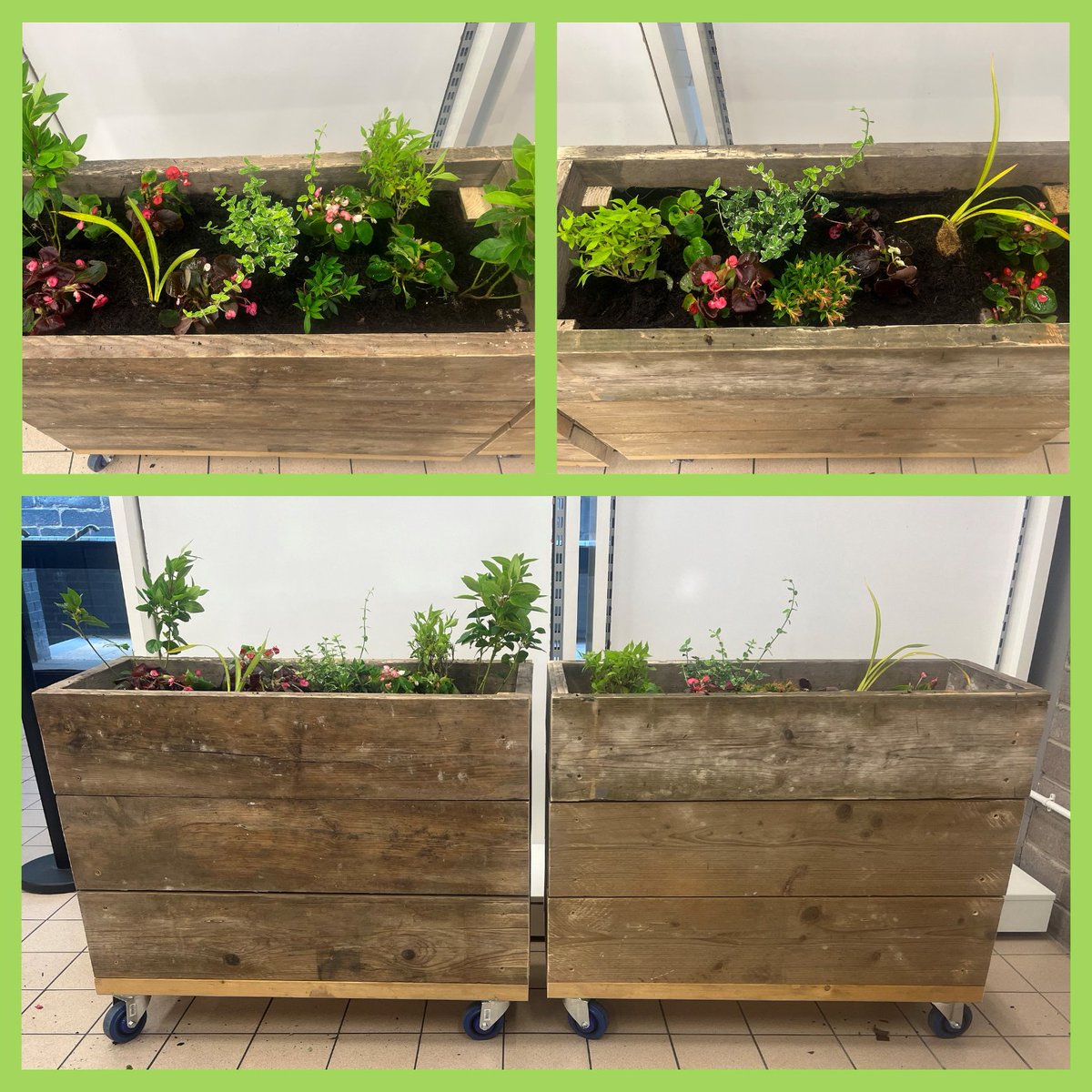 EdinRemakery's tweet photo. We are so grateful to @edintoollibrary for making us two beautiful planters for our shop. Big thanks also to Mitie and Jennifer Melvin for gifting us the plants.
#WasteLessLiveMore #Remakeadifference #Sustainability #Sustainable #Charity #SocialEnterprise https://t.co/z6Wg0bSpxI