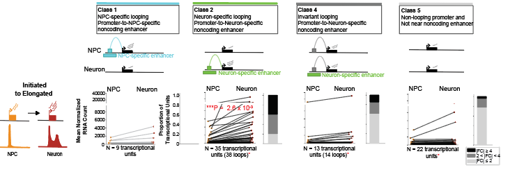 titusk99's tweet photo. We uncover a strong link among cell-type-specific enhancer-promoter loops gained de novo during differentiation, the transition to RNA Pol II elongation from initiation, and a robust increase of gene expression. (3/5) https://t.co/JNP8i1Saho