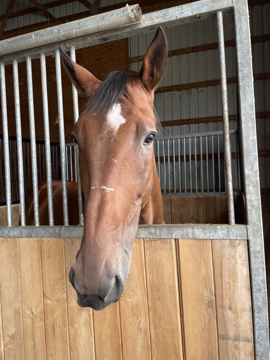 LusiAndAlbert's tweet photo. The sun came out as soon as Albert said, Hi Mom. He’s such a good boy. Albert and his former groom enjoyed a nice visit today. The big guy wants to get back to work. #MagicalAlbert Thebountyofillusionist #gelding #horselover #herdfamily https://t.co/Db1rmJllKo