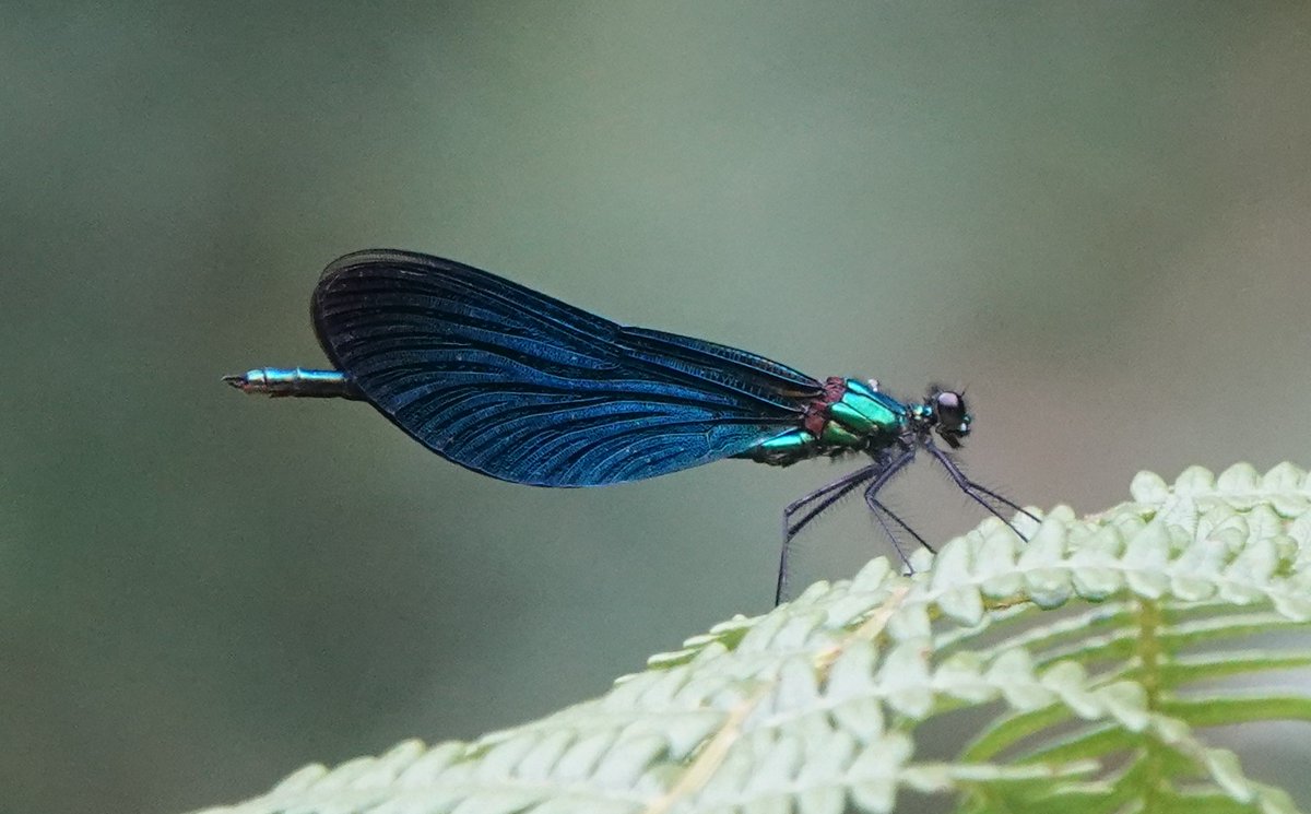 Martin Pitt tweet media