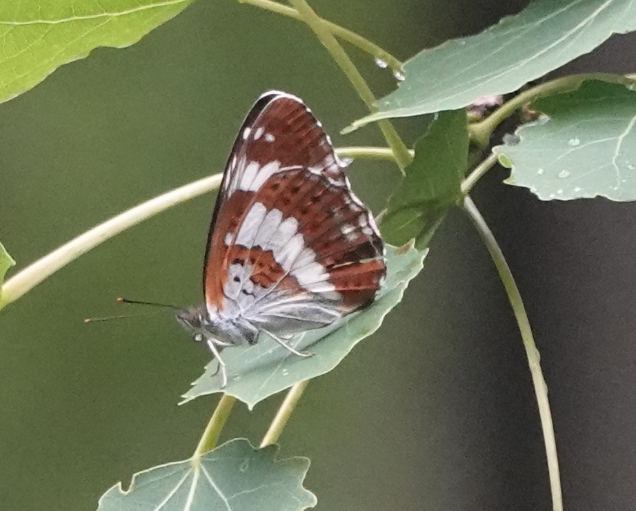 Martin Pitt tweet media