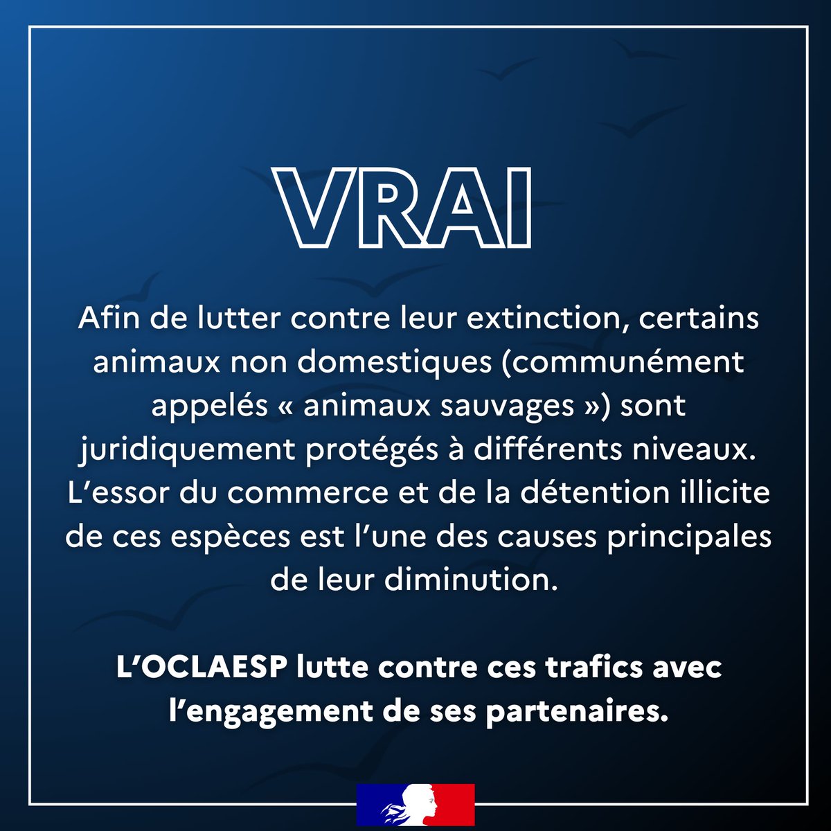 #MercrediQuizz 🔍 I L'OCLAESP lutte-t-il contre le commerce illégal d’animaux sauvages qui génère 23 milliards de dollars par an ? 🦜