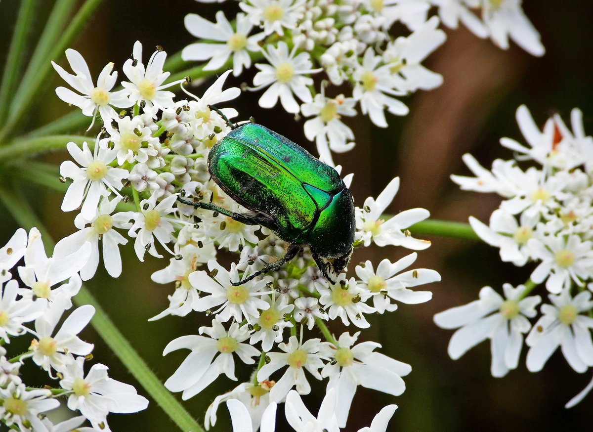I found this rather stunning European Rose Chafer this afternoon feeding on Hogweed Flowers at Woodoaks Farm, Maple Cross. The improvement in soil has undoubtedly helped this species. <a href="/FarmWoodoaks/">Woodoaks Farm</a>  <a href="/Colne_Valley/">Colne Valley Park</a> @wildlife_uk <a href="/FarmWildlifeUK/">Farm Wildlife</a>