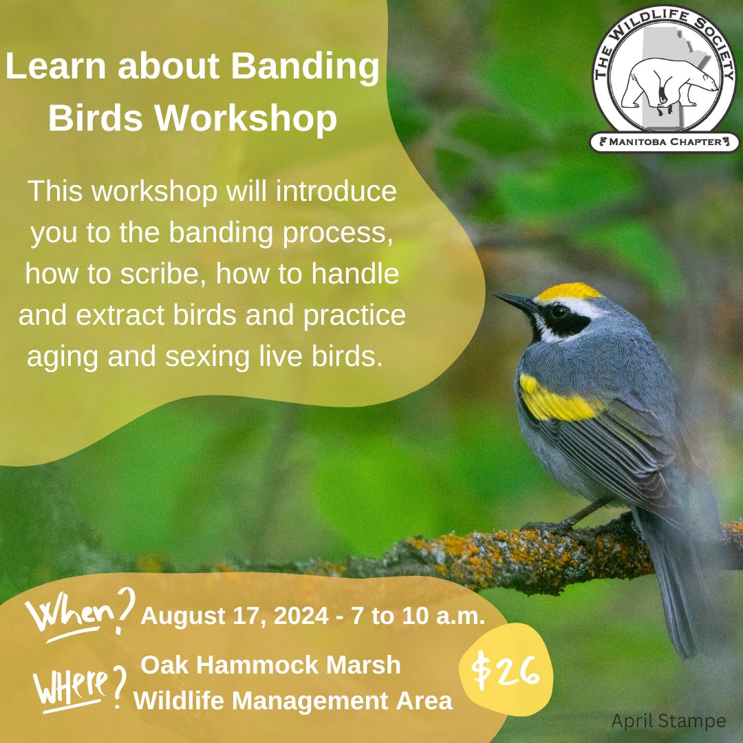 TWS_MB's tweet photo. Join us for a Bird Banding Workshop! August 17, 7-10am at Oak Hammock Marsh. Register here:  https://t.co/2i1M1WIHsP https://t.co/weT1P2hI7r