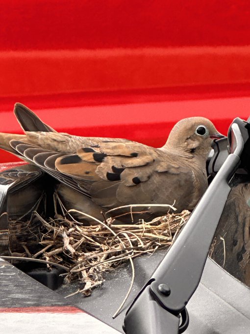 1 pic. Pidgeon commandeered a hummer ev ??? https://t.co/26SskSYehu